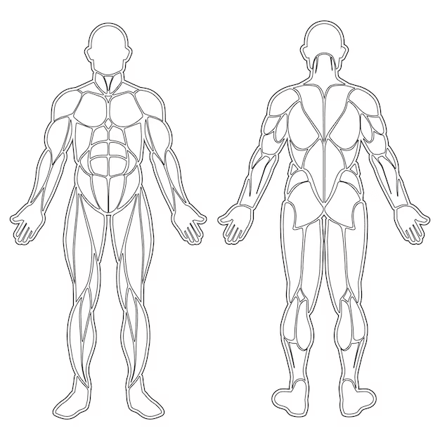 Silhouette of human body muscles — front and back view, EMG electrode placement points